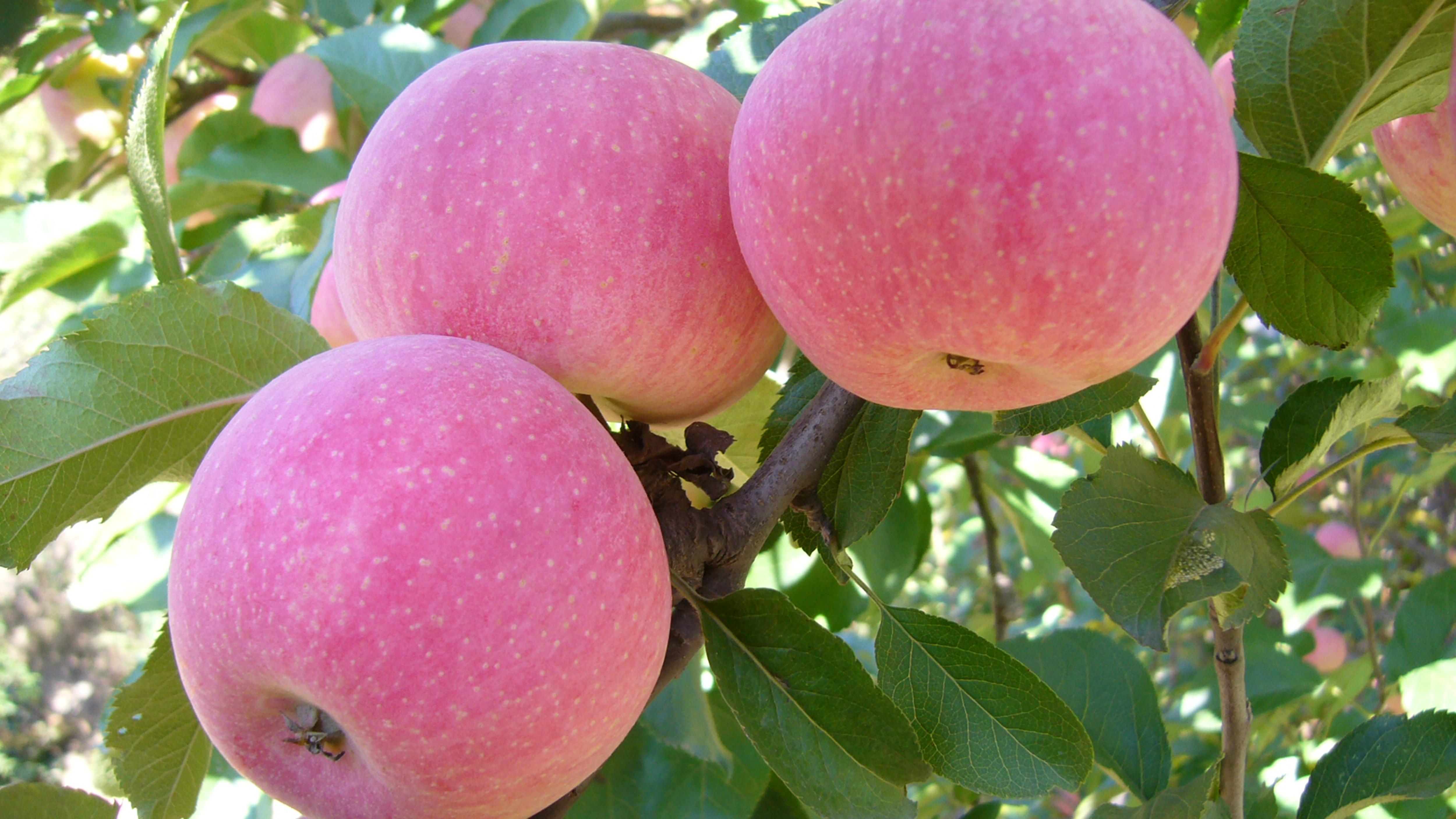 ��������߹���γԣ�