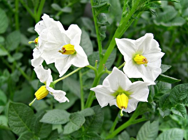 �˹ܼ������������Щ���ò��񻰵��߲˻���