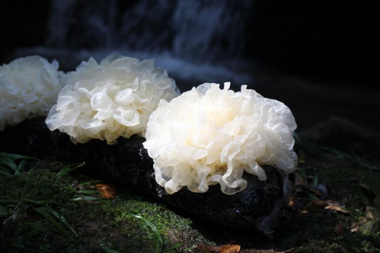 ������������Ч