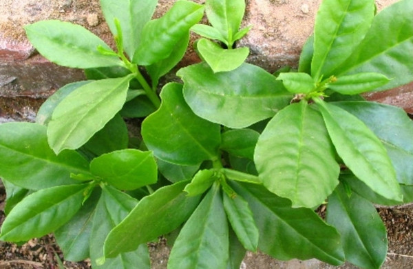 ���ʶ���ж�Ұ��