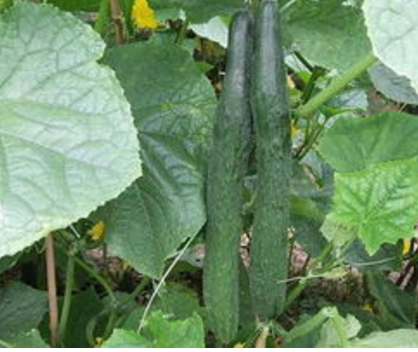 �˰������ �����ճ�����С����