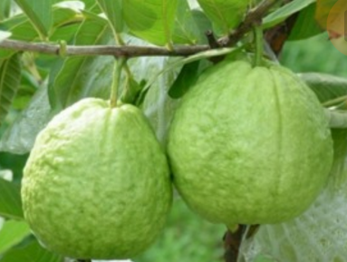 ˹ܼҸ㣺ʯĺô֪࣬