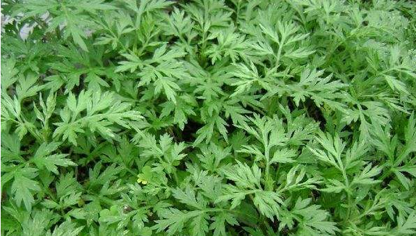 ��Ҷ�ݽ���ʲô�ô� ��Ҷ�Ĺ�Ч������