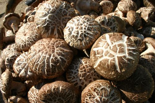 �˹ܼҽ����������------����