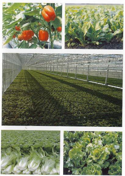 ѡ��ѡ���ʣ��Ͳ�ѡרҵ