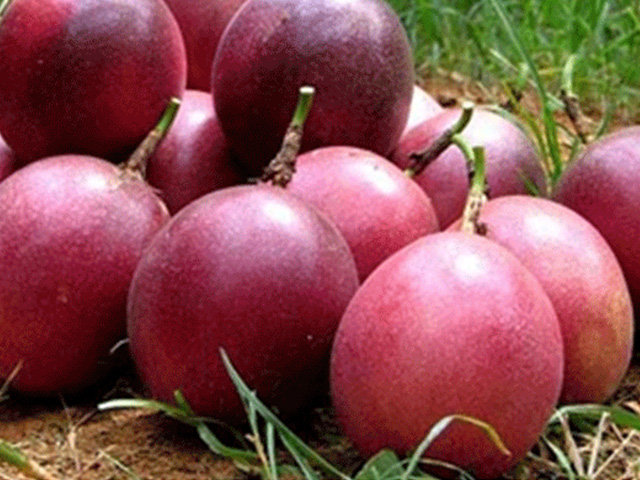 ��֭֮��---�����