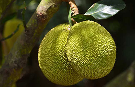 �����۵ĺ��ܳ��