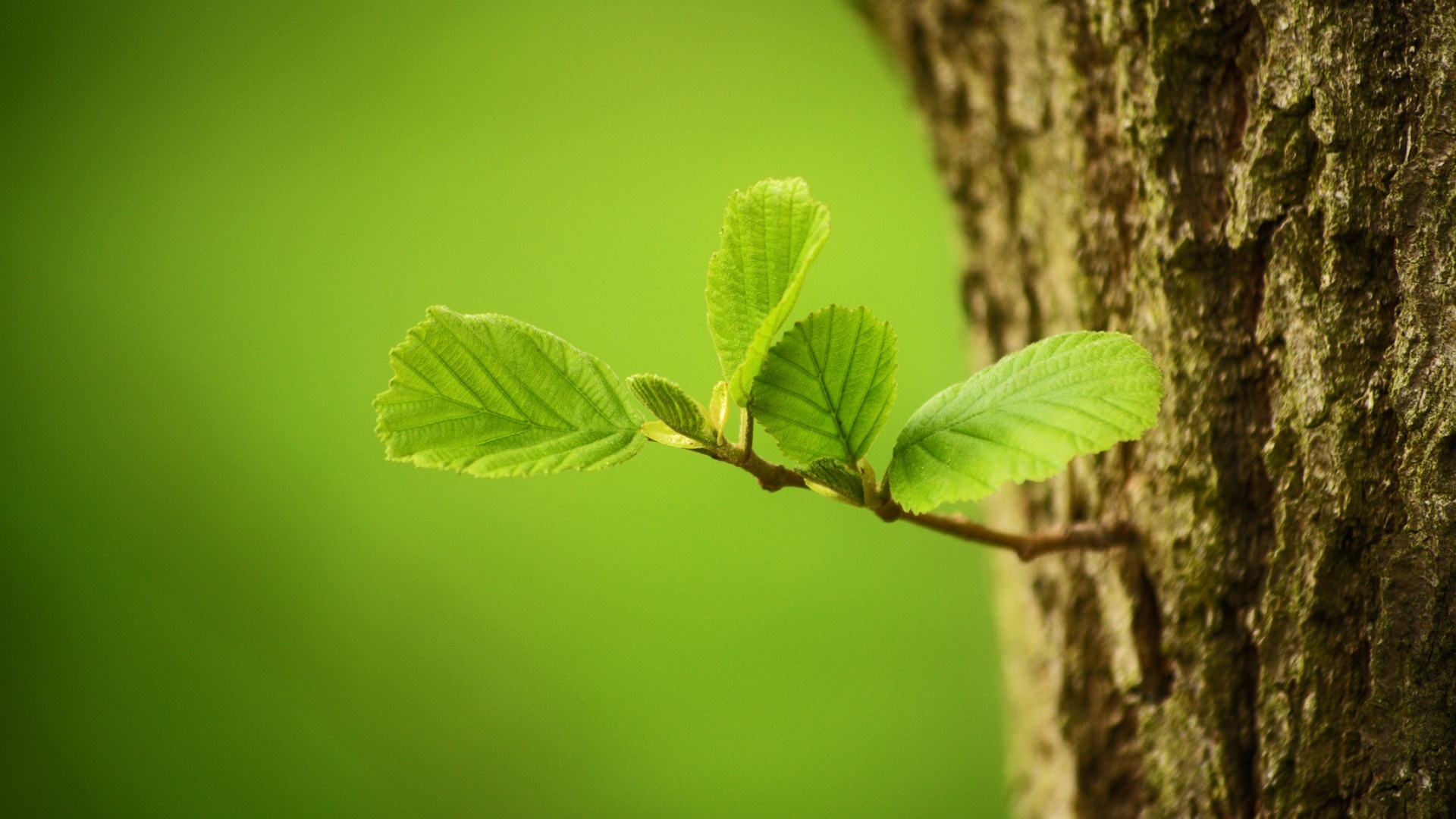 �������С����