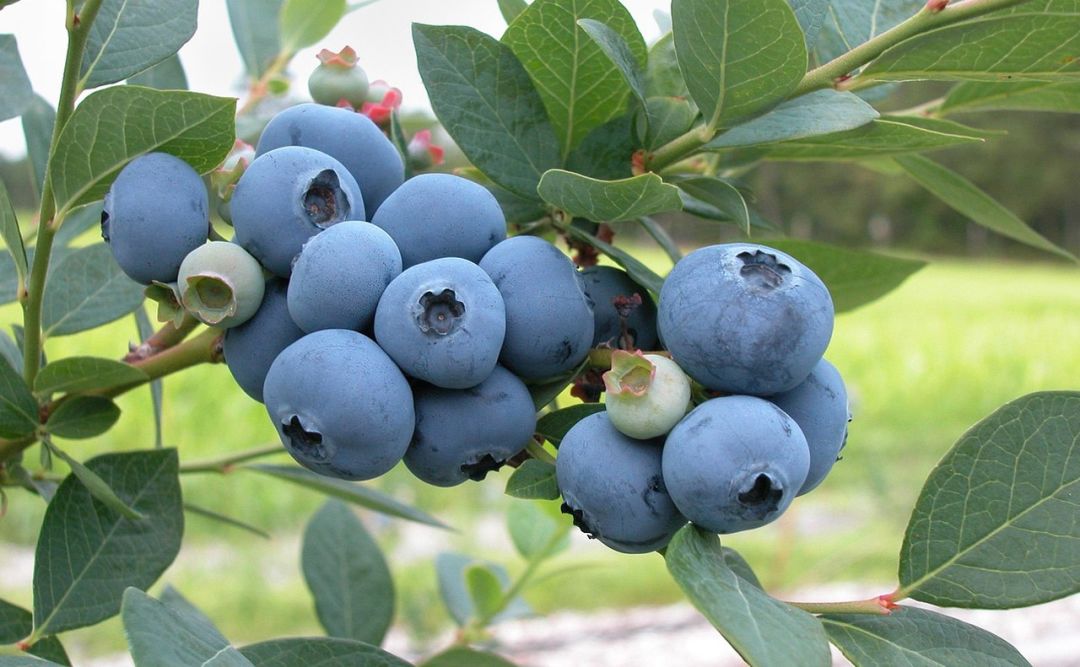 ���ȵ������ɶ�ã�