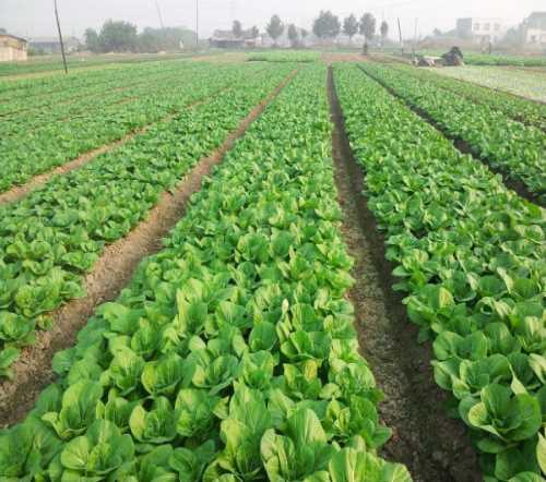 �߲���׼�˹ܼң�һ��רҵ��ʳ������ר��